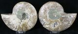 Split Agatized Ammonite - Million Years #18831-3